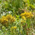 Közönséges orbáncfű (Hypericum perforatum)