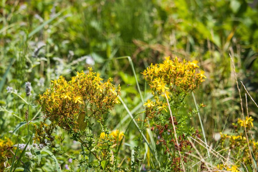 Közönséges orbáncfű (Hypericum perforatum)