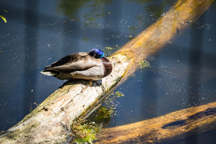 Számos kacsa otthona a Medve-tó