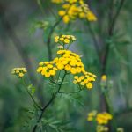 Gilisztaűző varádics (Tanacetum vulga)