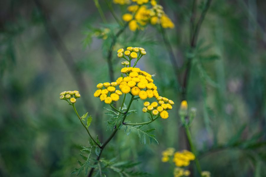 Gilisztaűző varádics (Tanacetum vulga)