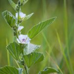 Orvosi ziliz avagy fehérmályva (Althaea officinalis)