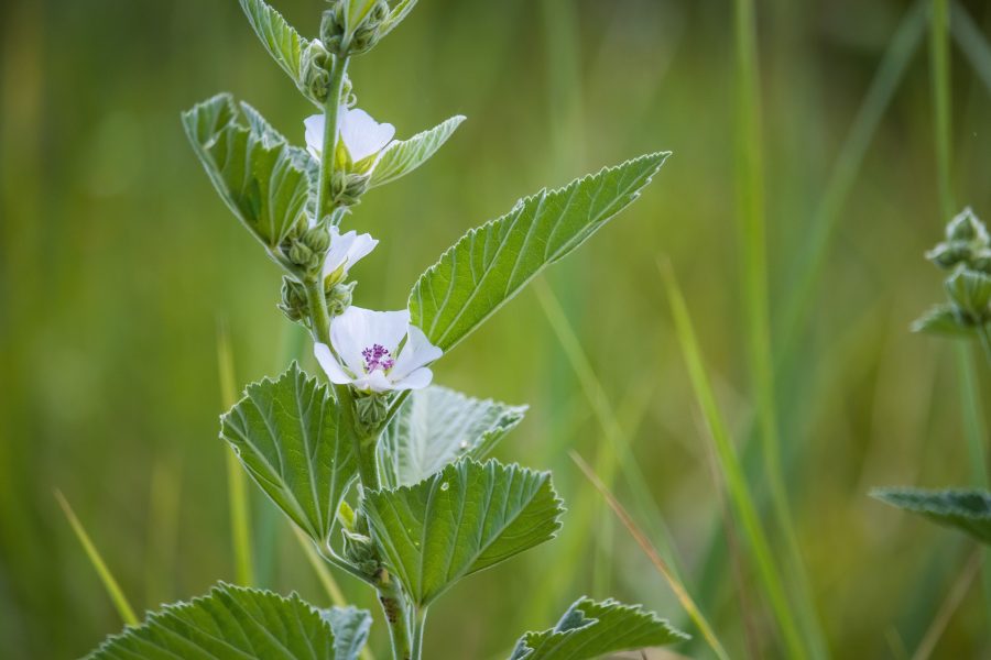 Orvosi ziliz avagy fehérmályva (Althaea officinalis)