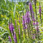 Réti füzény (Purple loosestrife)