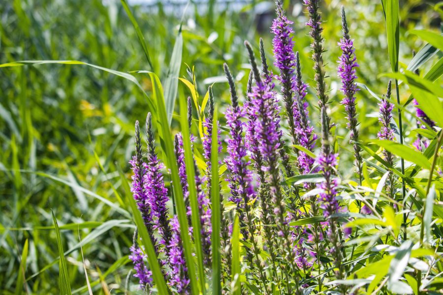 Réti füzény (Purple loosestrife)