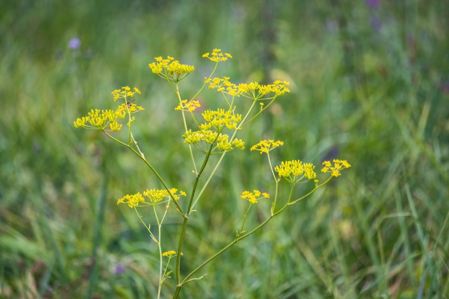 Vad pasztinák (Pastinaca sativa)